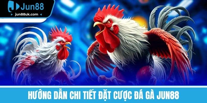 Hướng dẫn chi tiết đặt cược Đá Gà Jun88